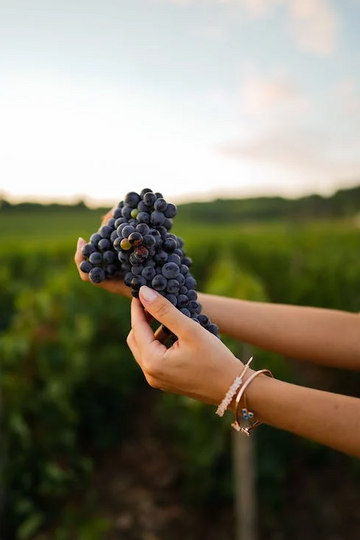 Option luxe et vins spiritueux : une touche d'excellence supplémentaire 